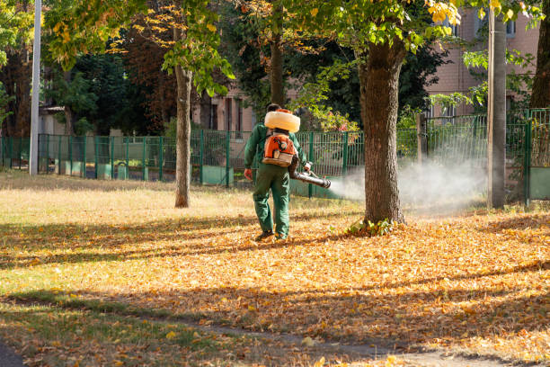 Best Spider Control Near Me  in Petersburg, IL
