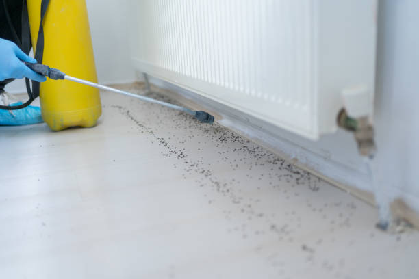 Wasp Removal Services in Petersburg, IL